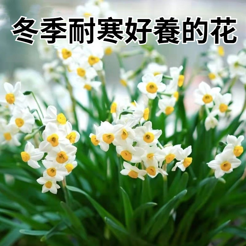 【比香水還香,盛開在冬天,新手也能輕鬆養爆花,种一次年年有花看】重辦洋水仙,耐寒易養,不挑環境,水培土培都可以,現在種下,過年就開花,滿屋飄香,清新怡人! 【比香水還香,盛開在冬天,新手也能輕鬆養爆花,种一次年年有花看】重辦洋水仙,耐寒易養,不挑環境,水培土培都可以,現在種下,過年就開花,滿屋飄香,清新怡人!